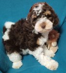 Blackberry (M) 2.jpg