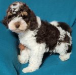 Blackberry (M).jpg