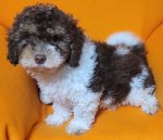 Strawberry (F).jpg
